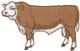 Polled Hereford