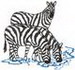 Zebras W/ Water