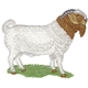 Sm. Boer Goat