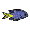 BLUE DAMSEL FISH