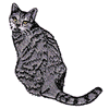 BRITISH SPOTTED SHORTHAIR