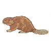 BEAVER