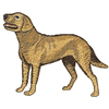 CHESAPEAKE BAY RETRIEVER