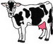 Cow1