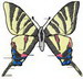 Butterfly 51