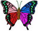 Butterfly0002