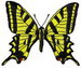 Papilio_Alexanor