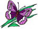 Purple_Butterfly