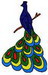 Peacock4