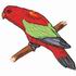 Chattering Lory Hen