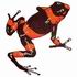 Red & Black Arrow Poison Frog