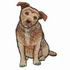 Jack Russell Border Terrier