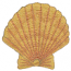 SEASHELL