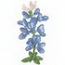 Bluebonnet