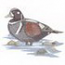 Harlequin Duck