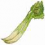 Celery