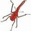 Darwin¡¯s Beetle